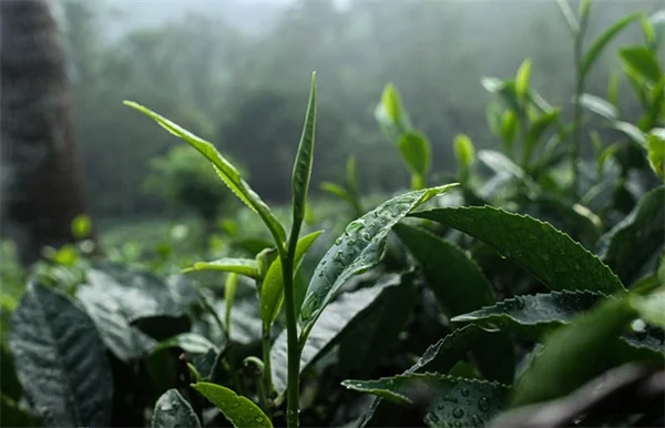 Can Coffee Lower Diabetes Risk? New Study Says Yes - Here's How