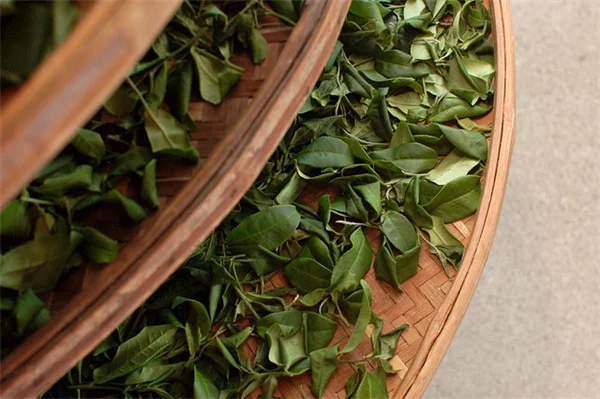 5 Reasons Why Broccoli Is the Ultimate Superfood for Gut Health